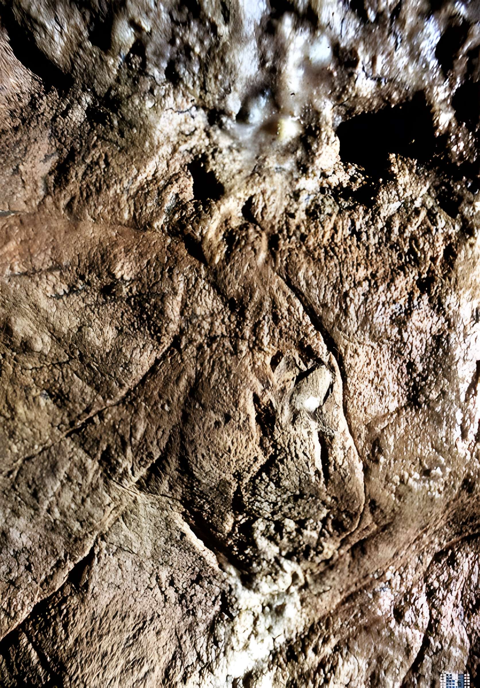 Grotte des Combarelles aux Eyzies-de-Tayac-Sireuil