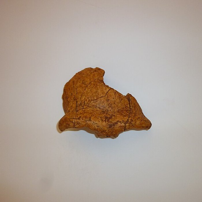 Photo de Grotte du Lazaret de Nice