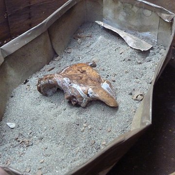 Grotte du Lazaret de Nice