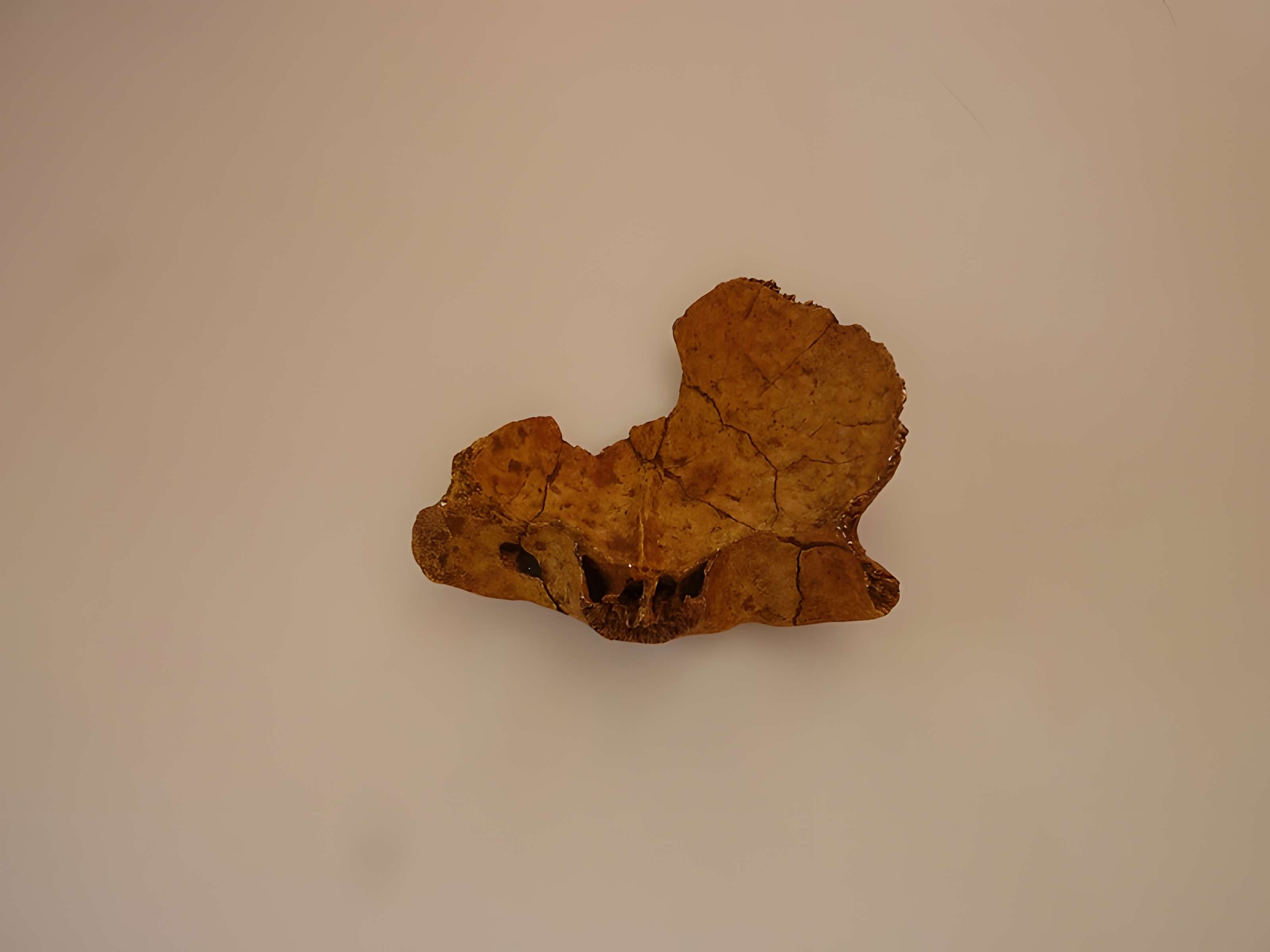 Grotte du Lazaret de Nice