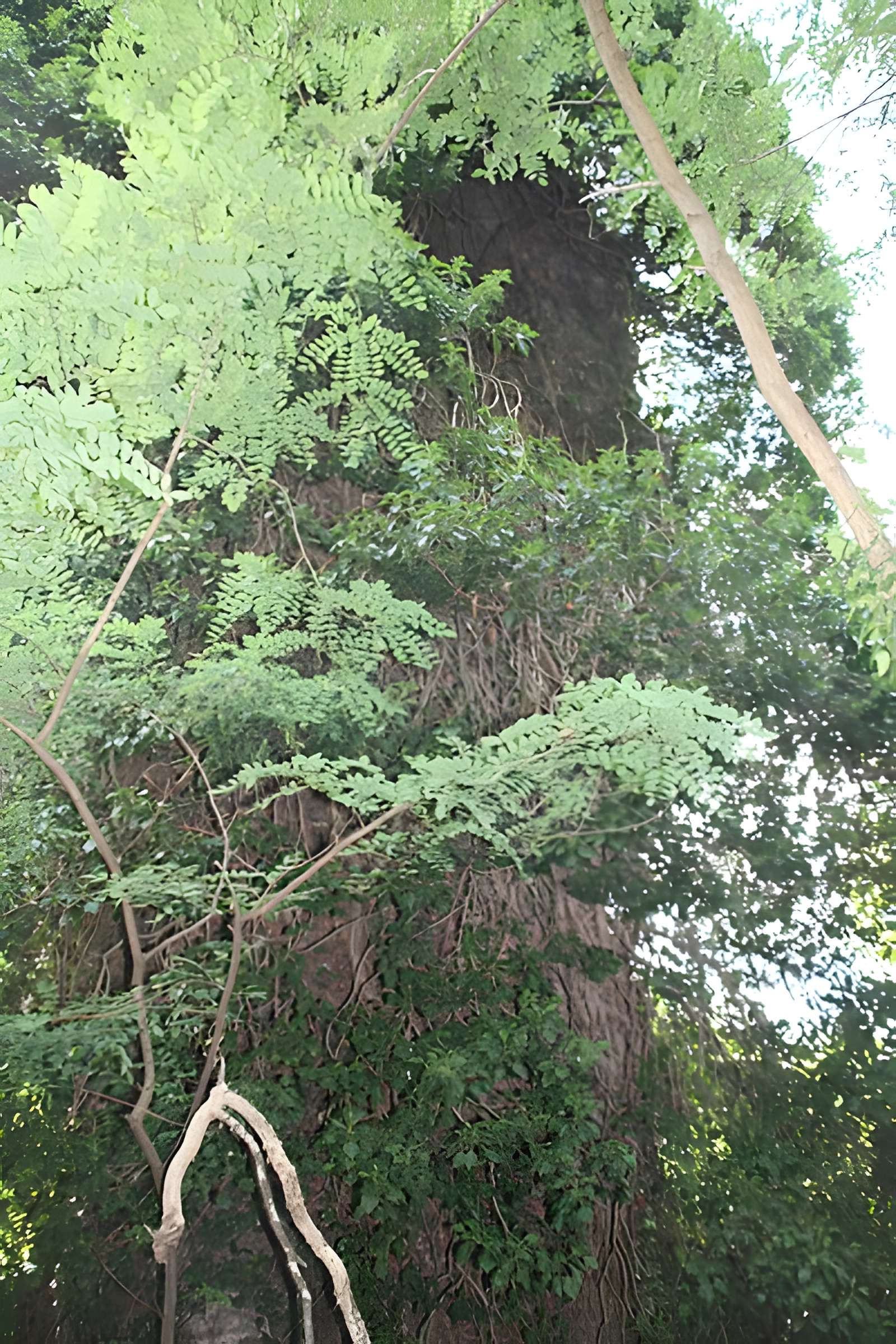 Aqueduc gallo-romain de l'Yzeron