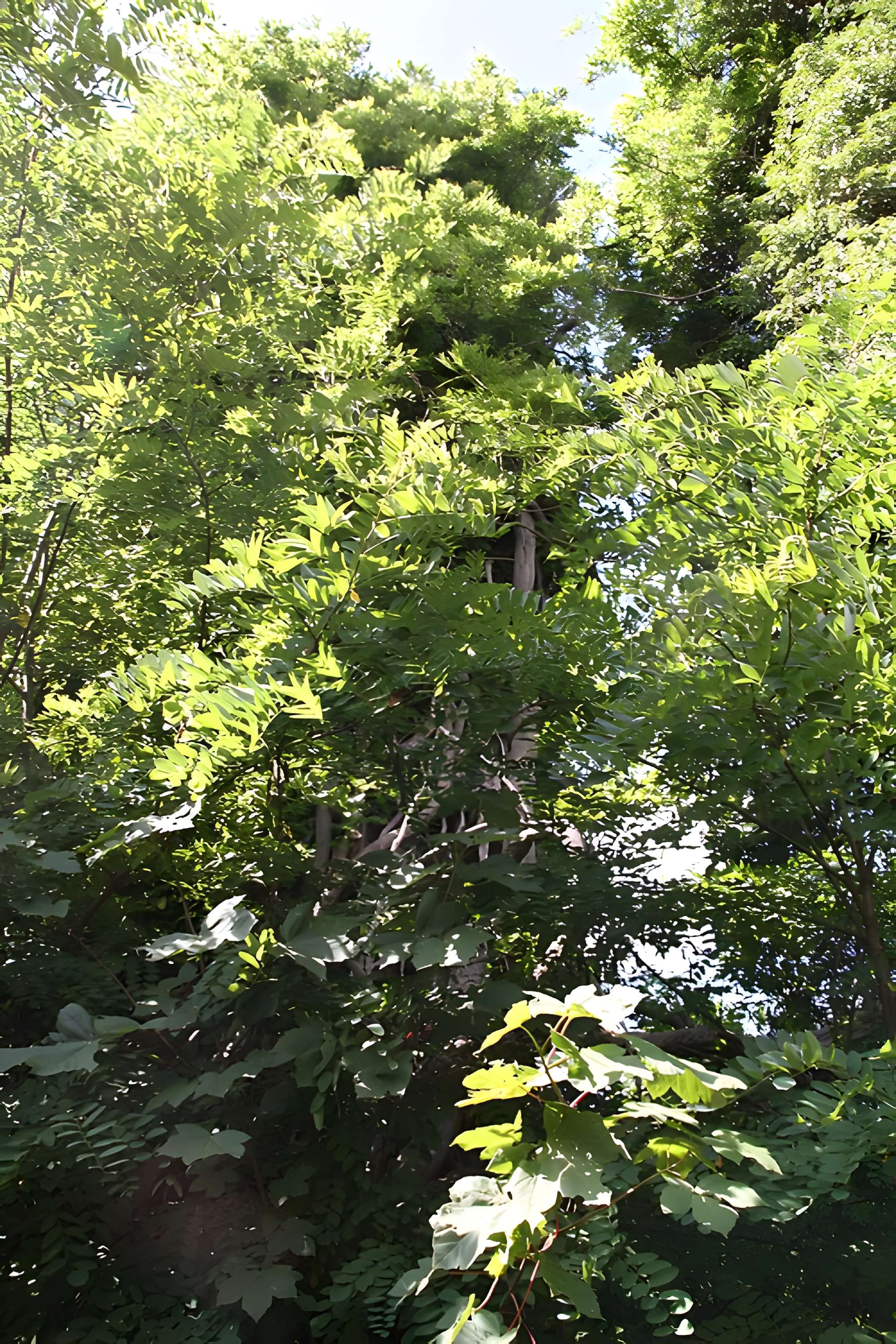 Aqueduc gallo-romain de l'Yzeron