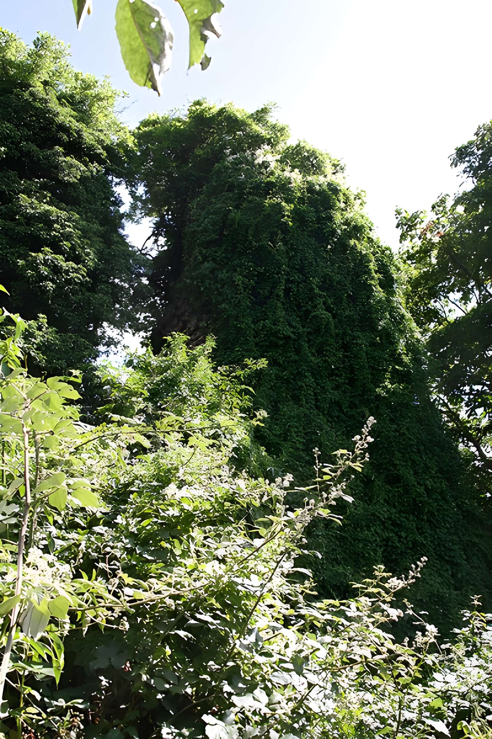 Aqueduc gallo-romain de l'Yzeron