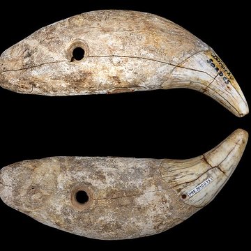 Grotte Duruthy à Sorde-lAbbaye