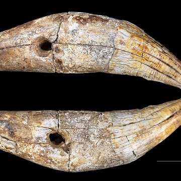 Grotte Duruthy à Sorde-lAbbaye