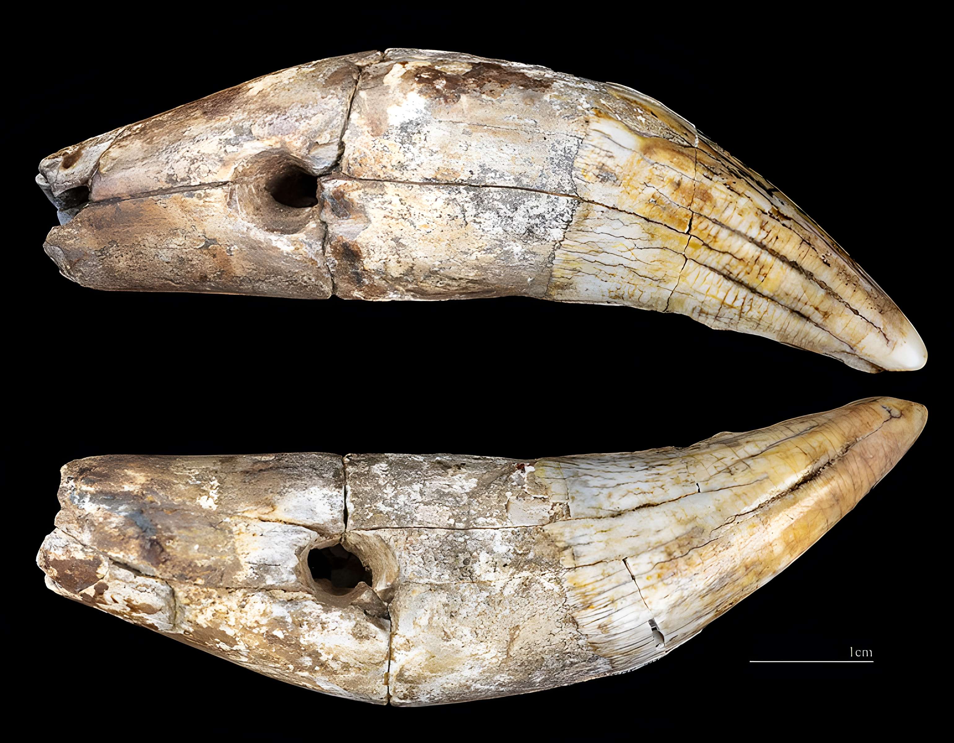 Grotte Duruthy à Sorde-l'Abbaye