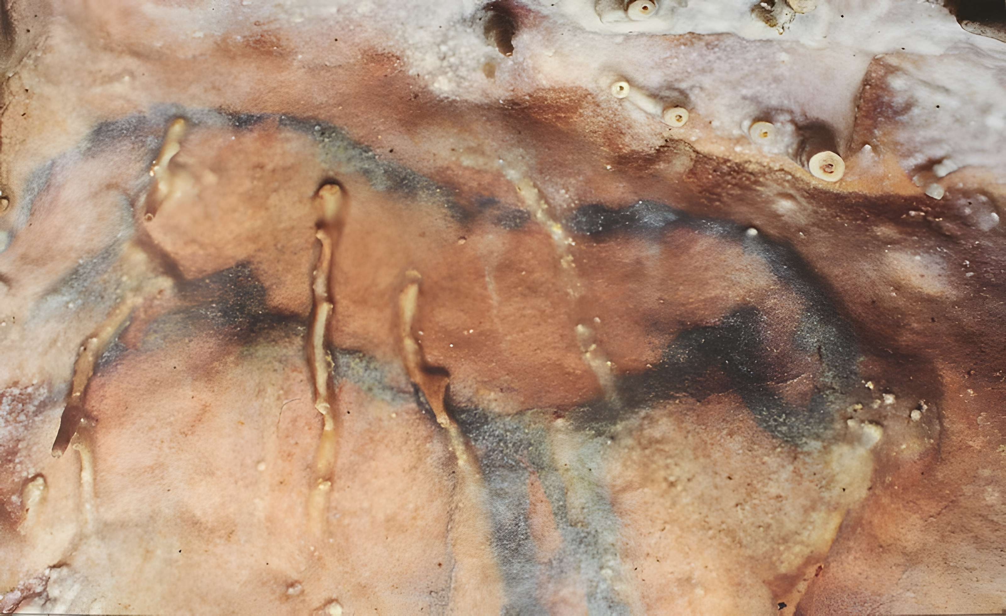 Grotte préhistorique du Cluzeau à Villars