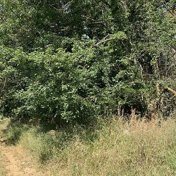 Grotte des Furtins également sur commune de Sologny