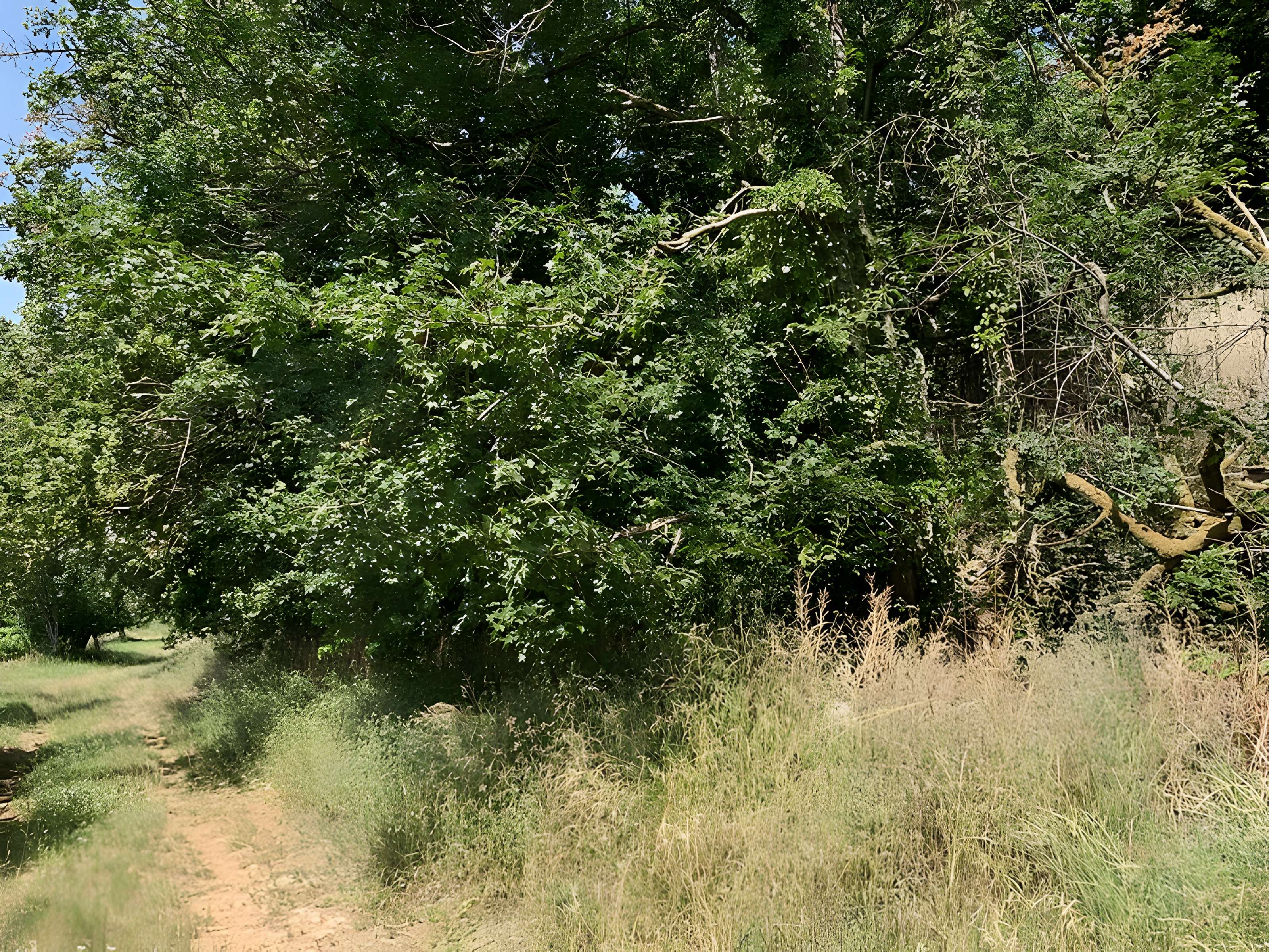Grotte des Furtins (également sur commune de Sologny)