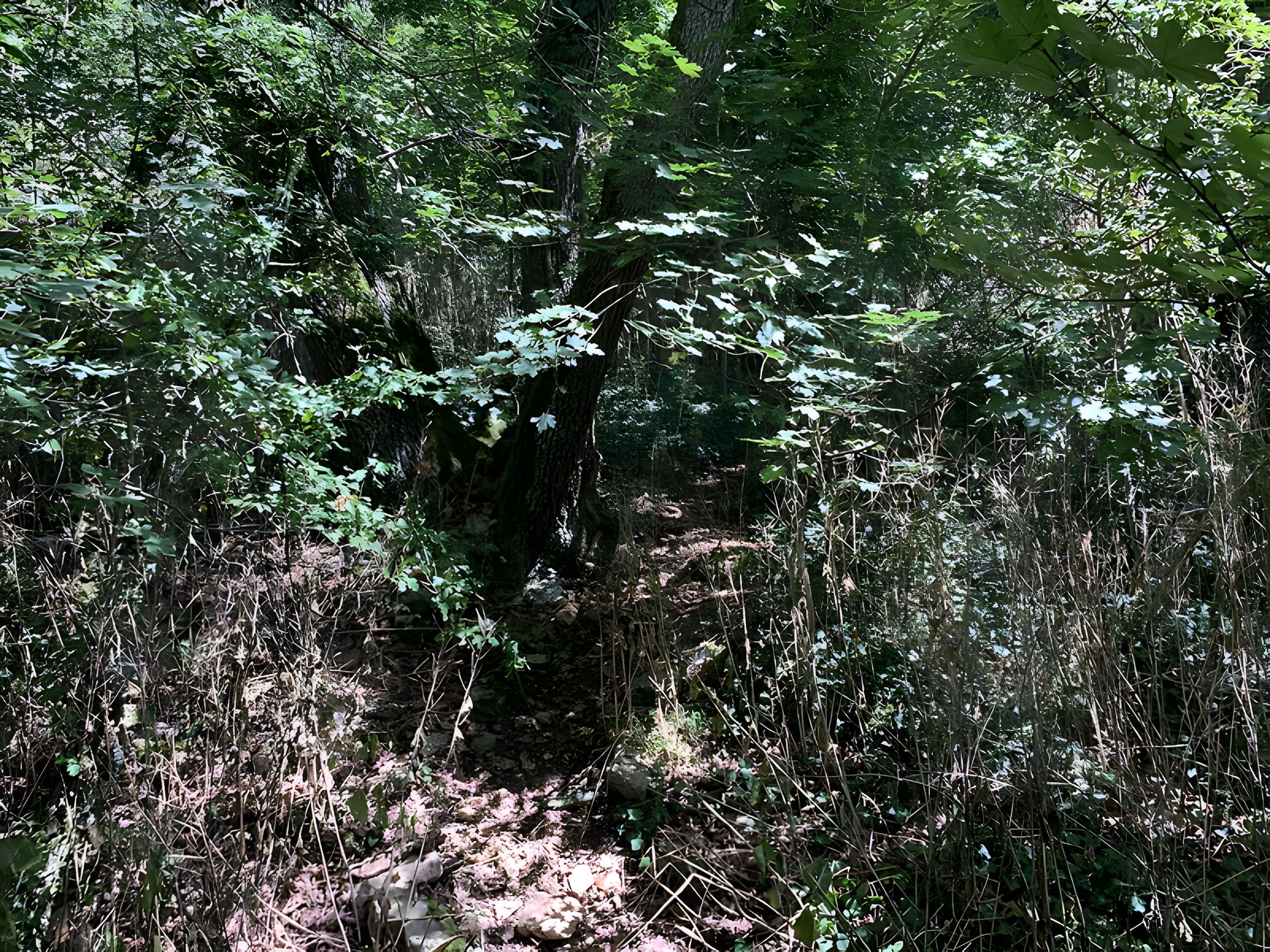 Grotte des Furtins (également sur commune de Sologny)