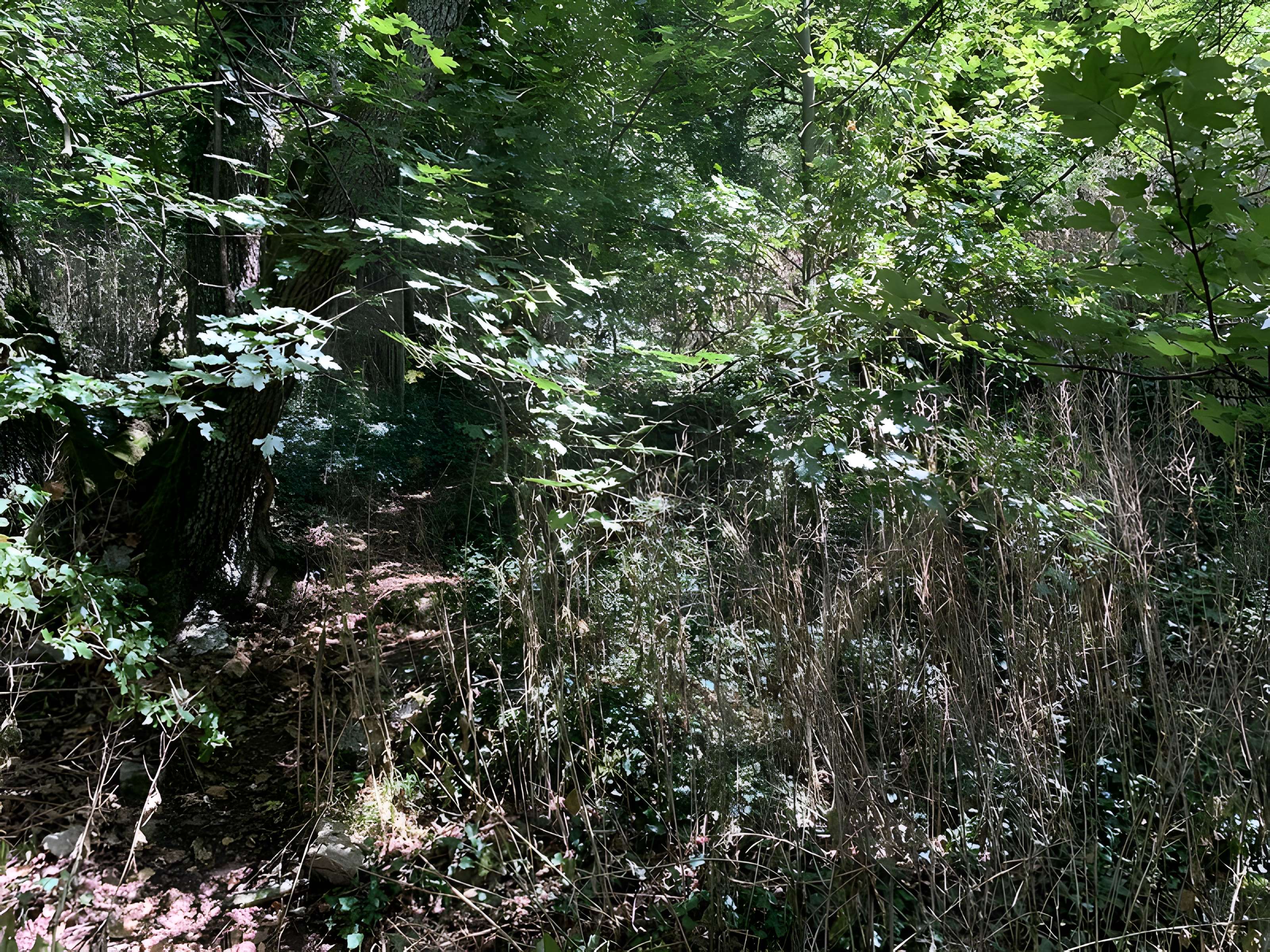Grotte des Furtins (également sur commune de Sologny)