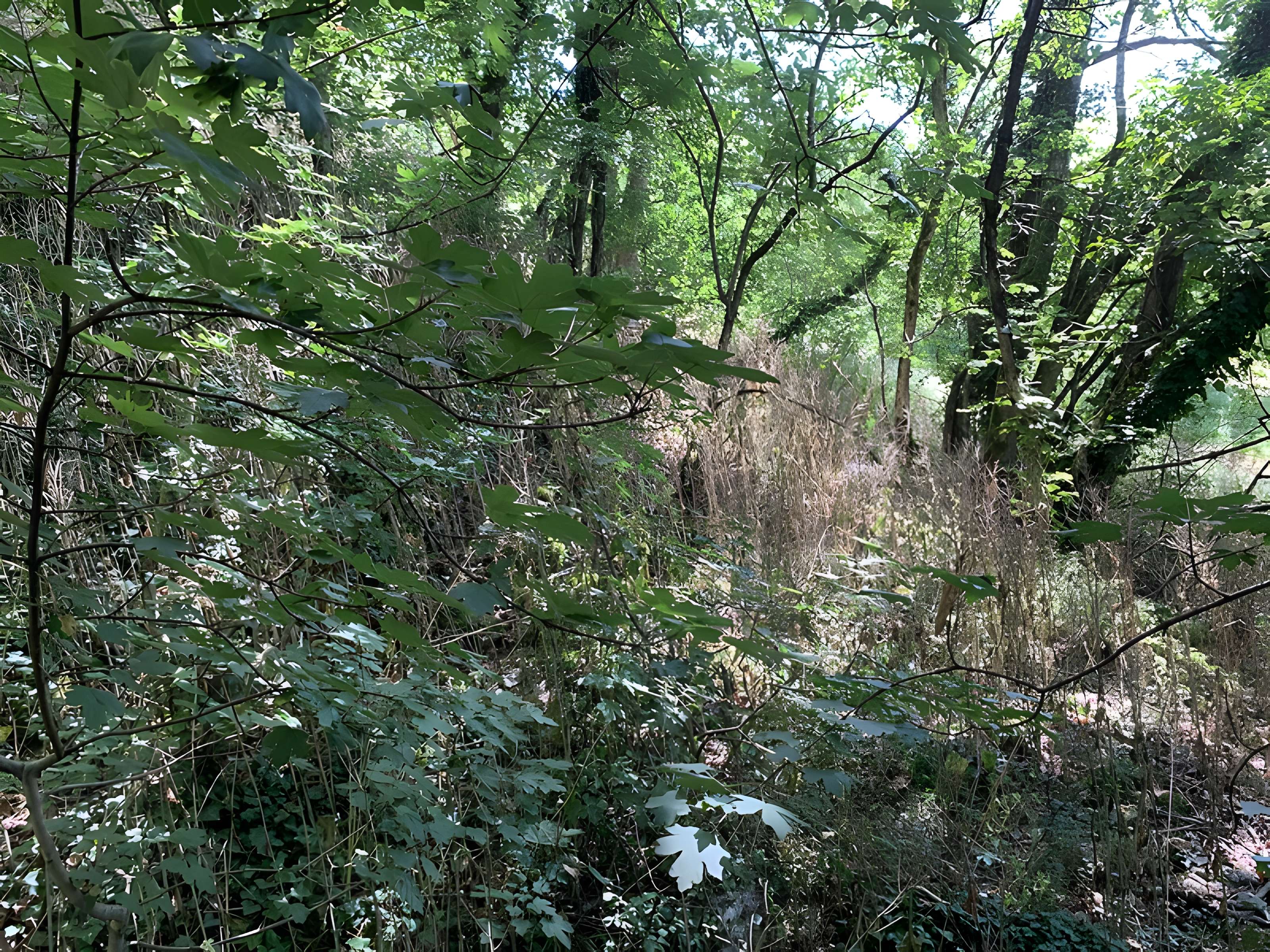 Grotte des Furtins (également sur commune de Sologny)