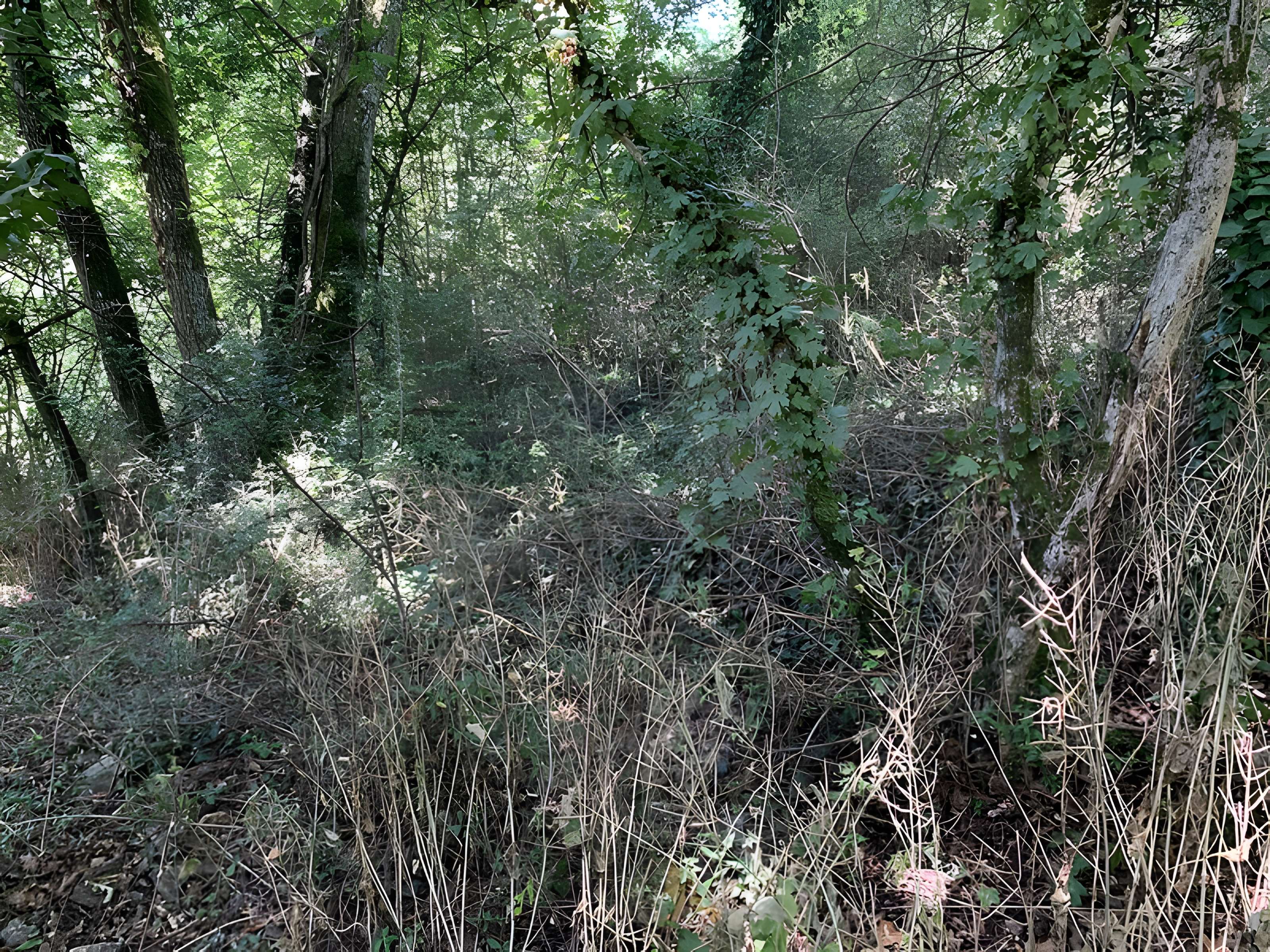 Grotte des Furtins (également sur commune de Sologny)