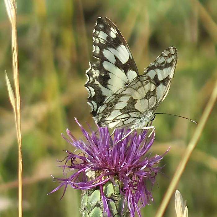 Photo de Eglise Saint-Martin