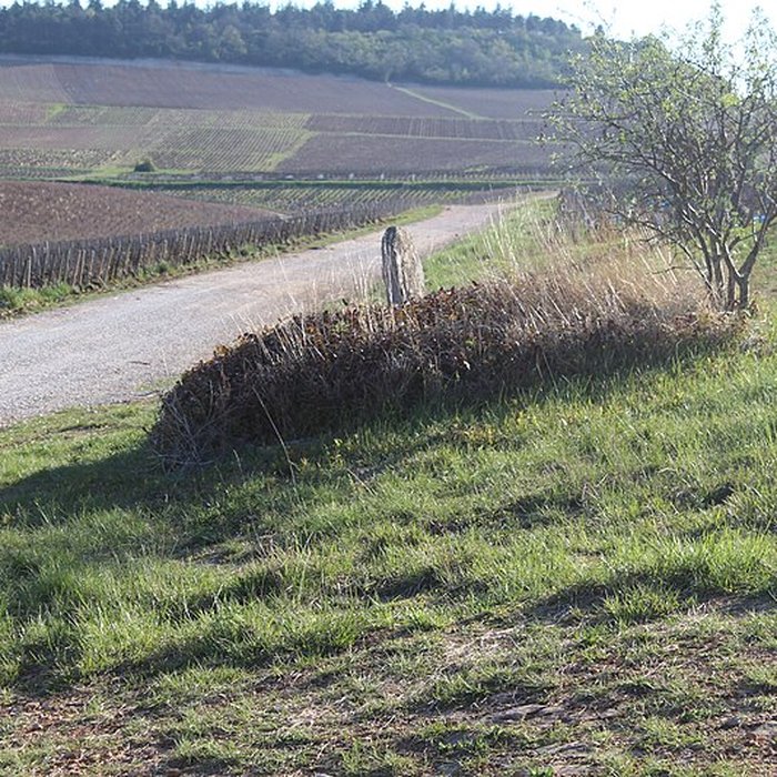 Photo de Borne armoriée également sur commune de Mercurey