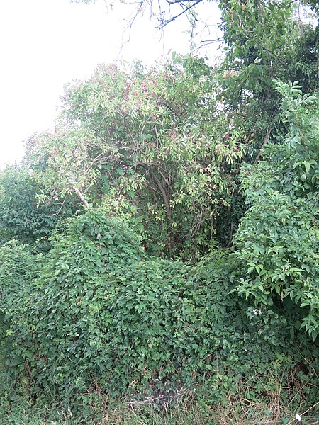 Photo de Presbytère de Lambres