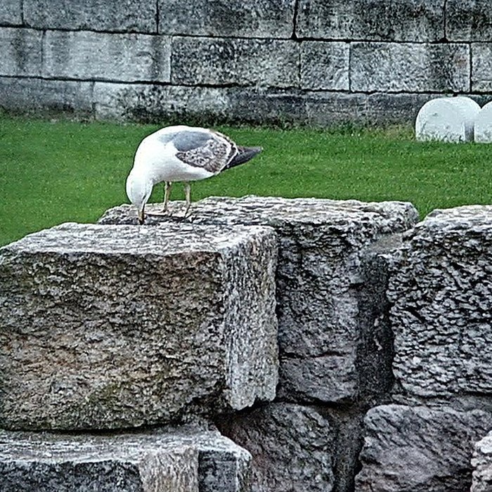 Photo de Jardin des Vestiges de Marseille