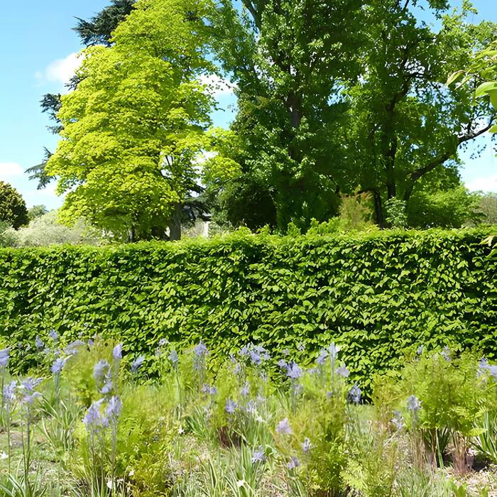 Photo de Jardin fleuriste municipal