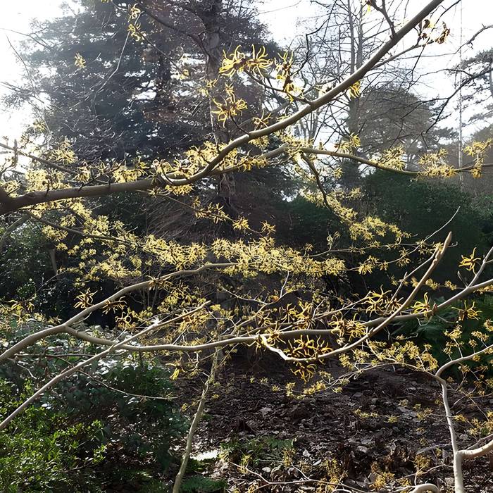 Photo de Jardin fleuriste municipal