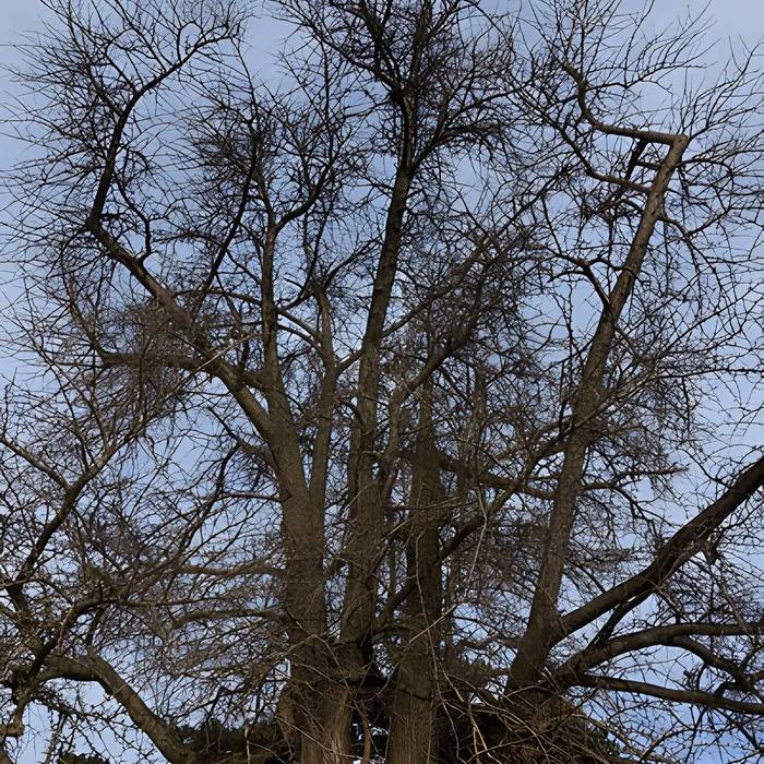 Photo de Jardin fleuriste municipal