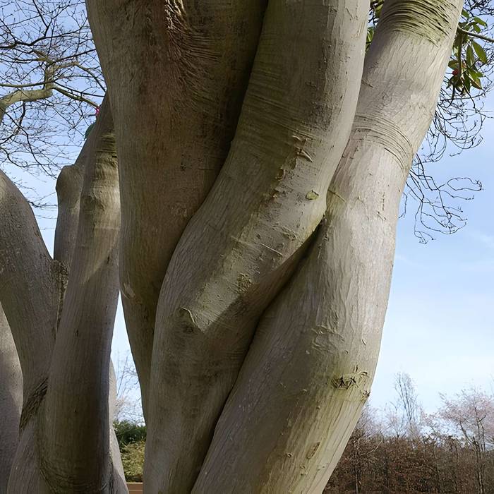 Photo de Jardin fleuriste municipal