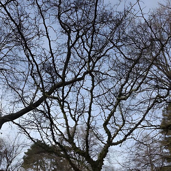 Photo de Jardin fleuriste municipal