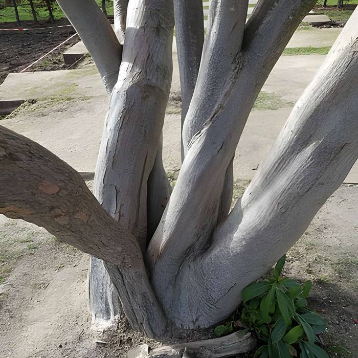 Photo de Jardin fleuriste municipal