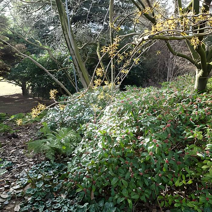 Photo de Jardin fleuriste municipal