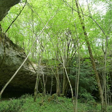 Gisements préhistoriques