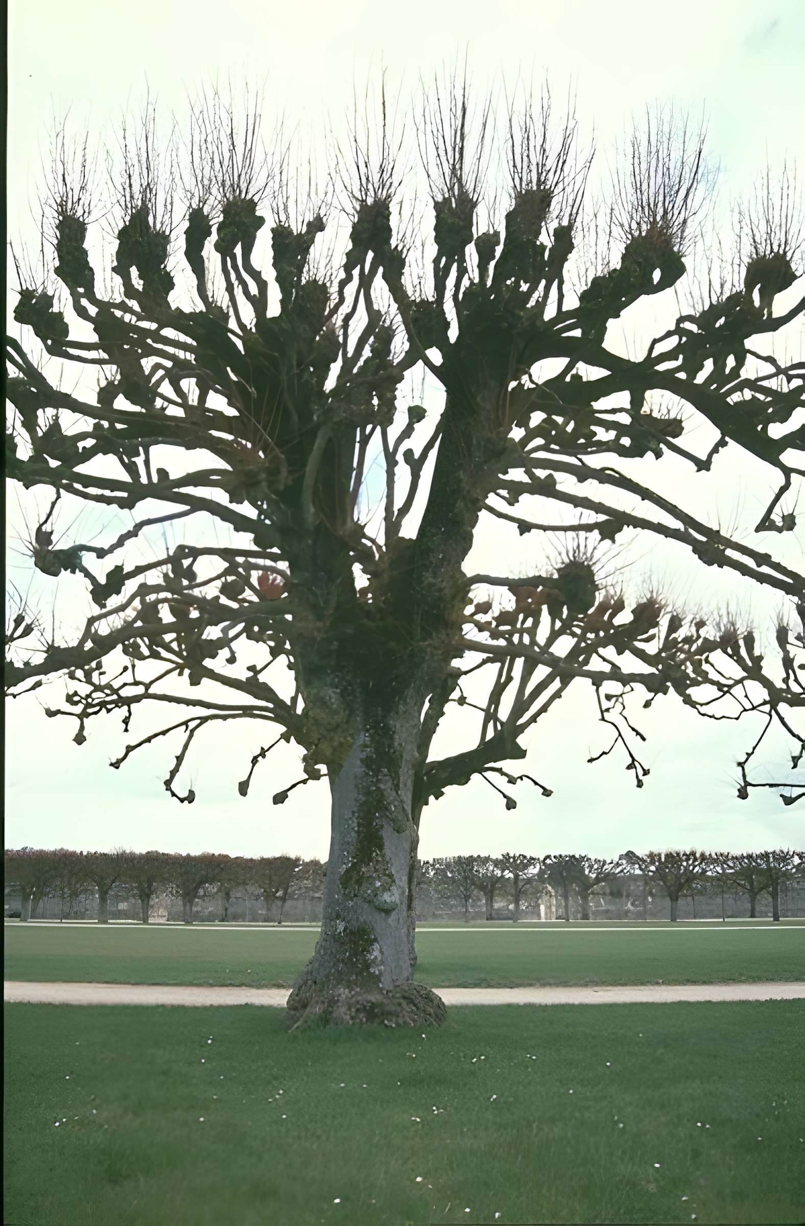Château de Chambord