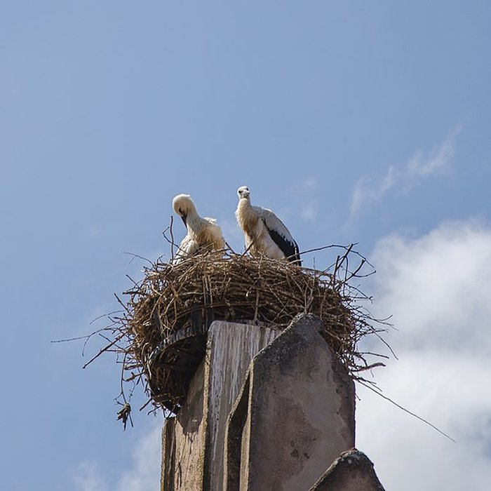 Photo de Maison au 7 Rue Principale à Mittelbergheim
