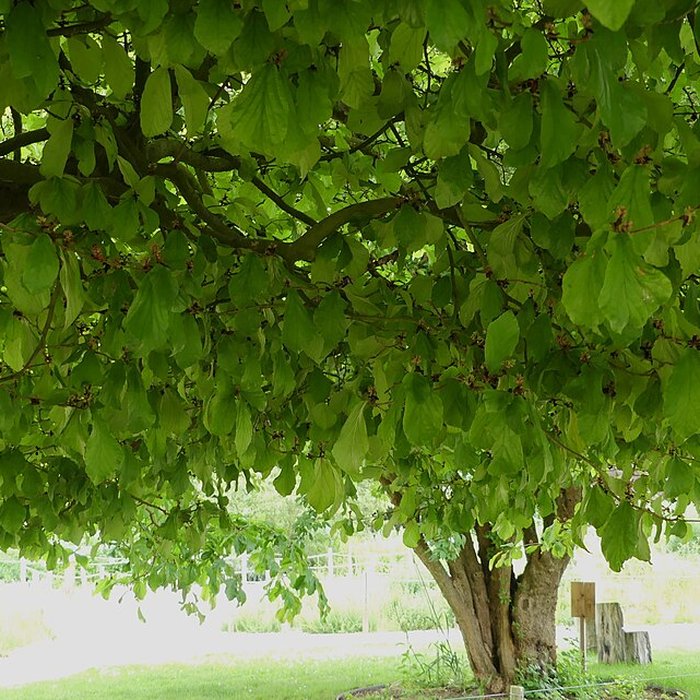 Photo de Jardin des Plantes