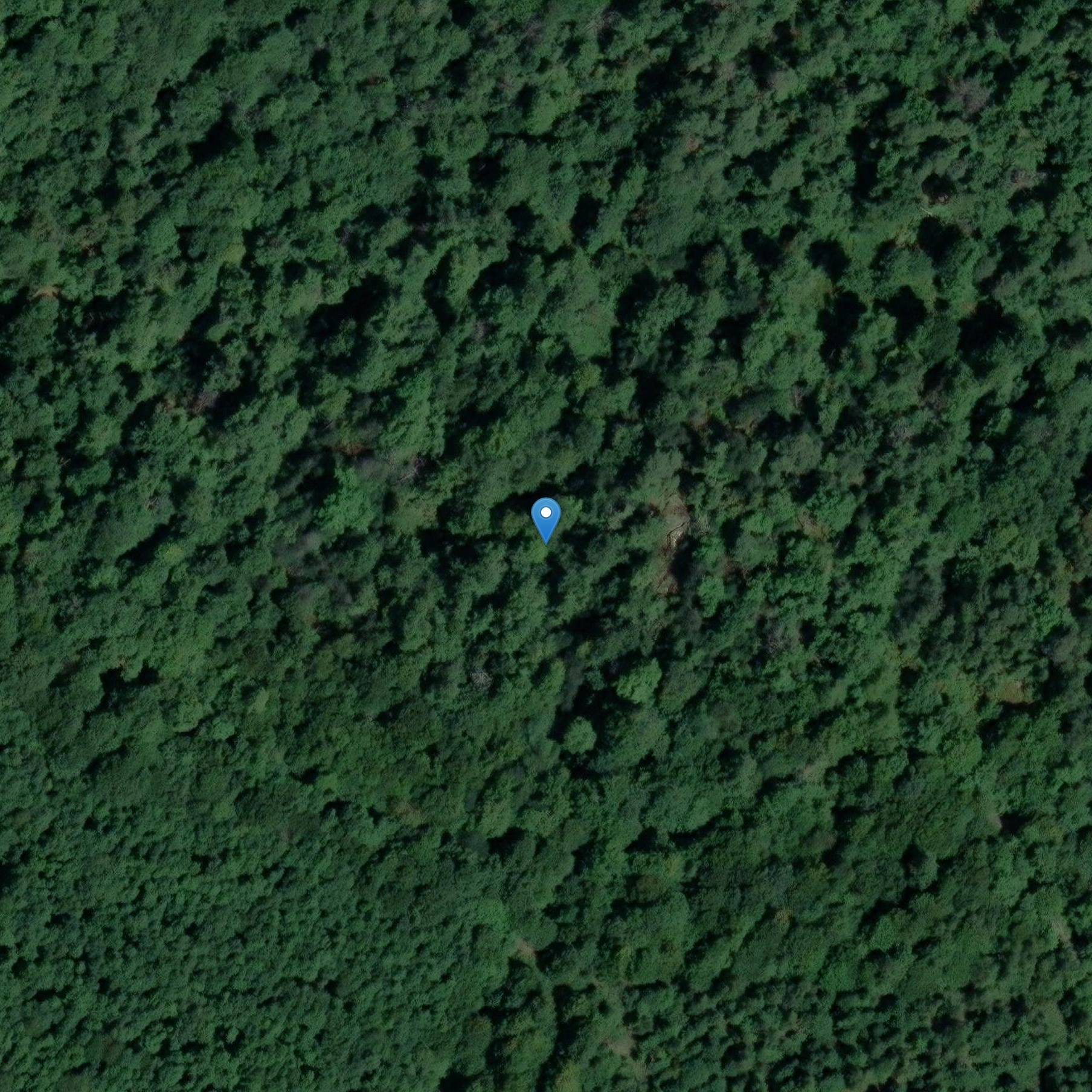 Photo de Shelter under rock adorned with prehistoric figures in the federal forest