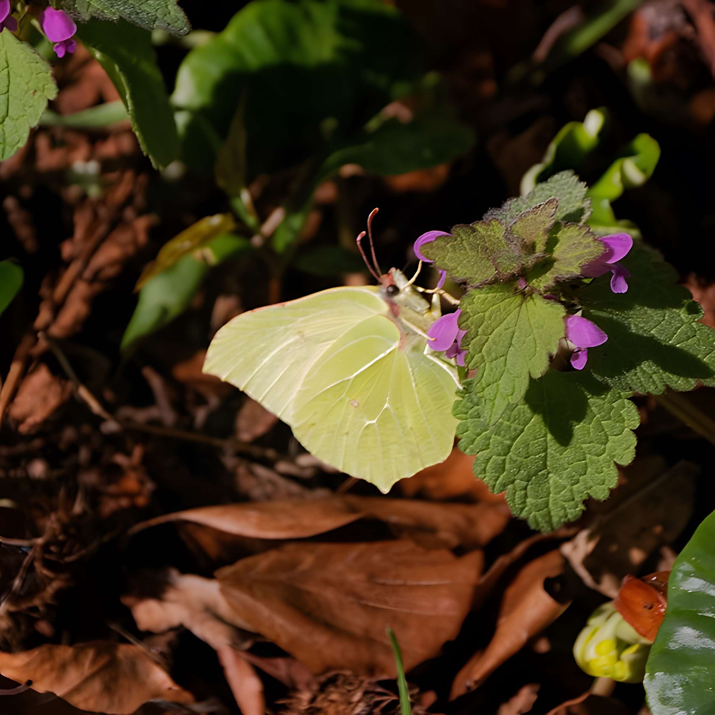 Ancien chenil royal, actuellement école d'application d'artillerie