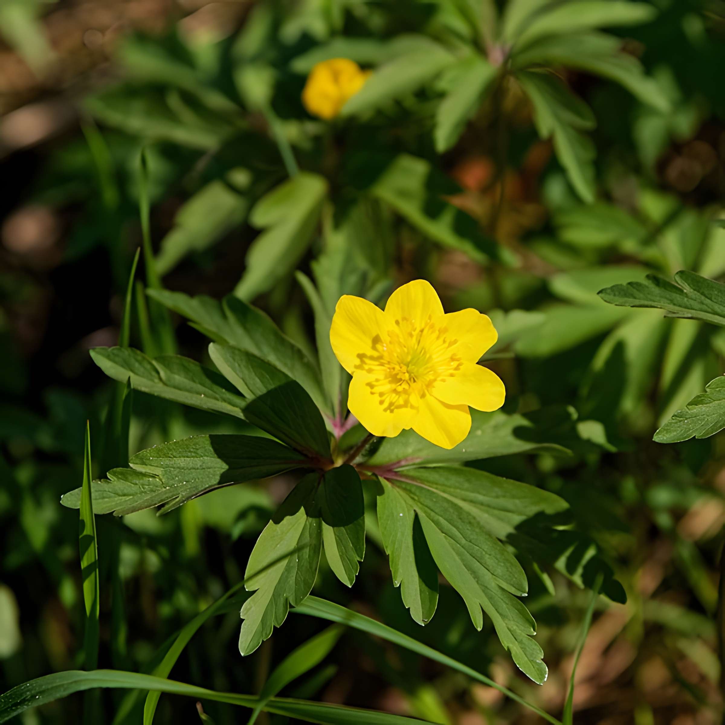 Ancien chenil royal, actuellement école d'application d'artillerie