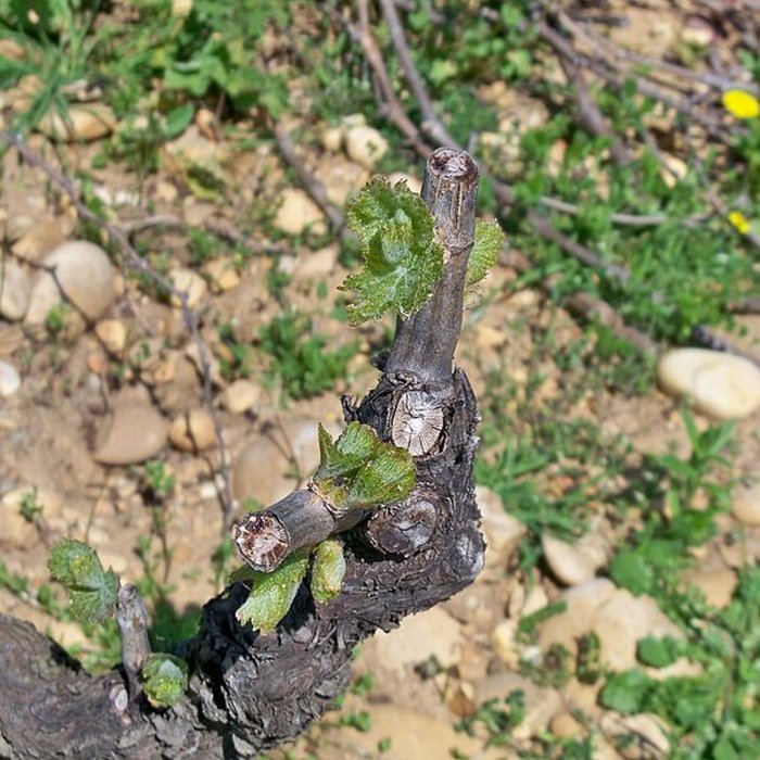 Photo de Château de Châteauneuf-du-Pape
