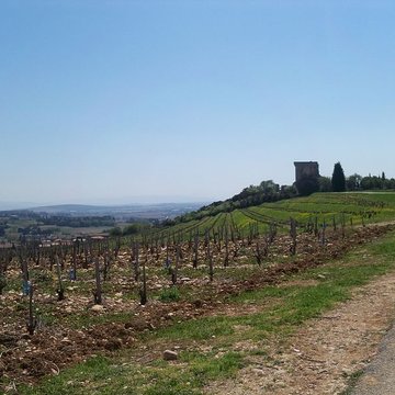 Château de Châteauneuf-du-Pape