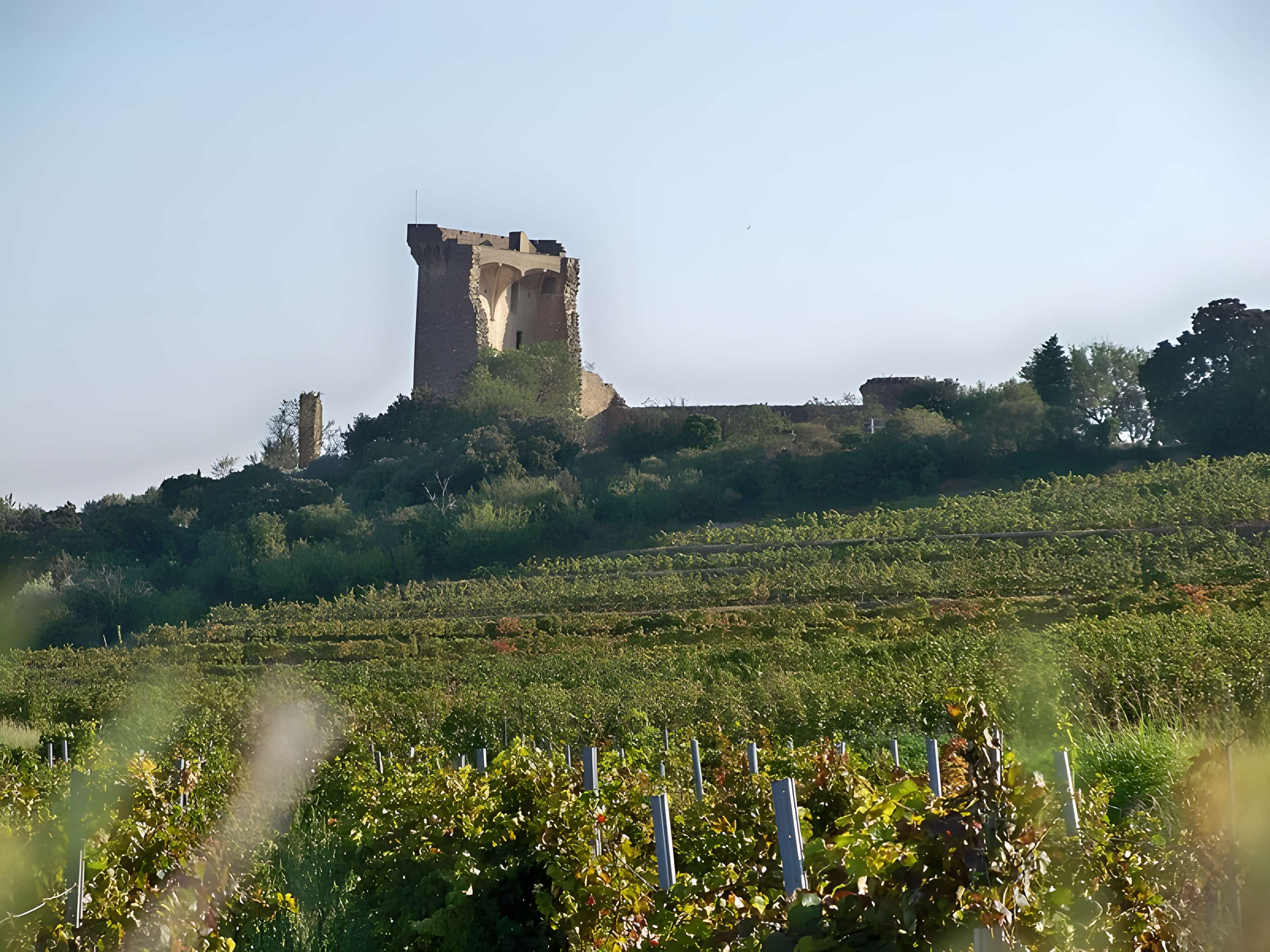 Château de Châteauneuf-du-Pape