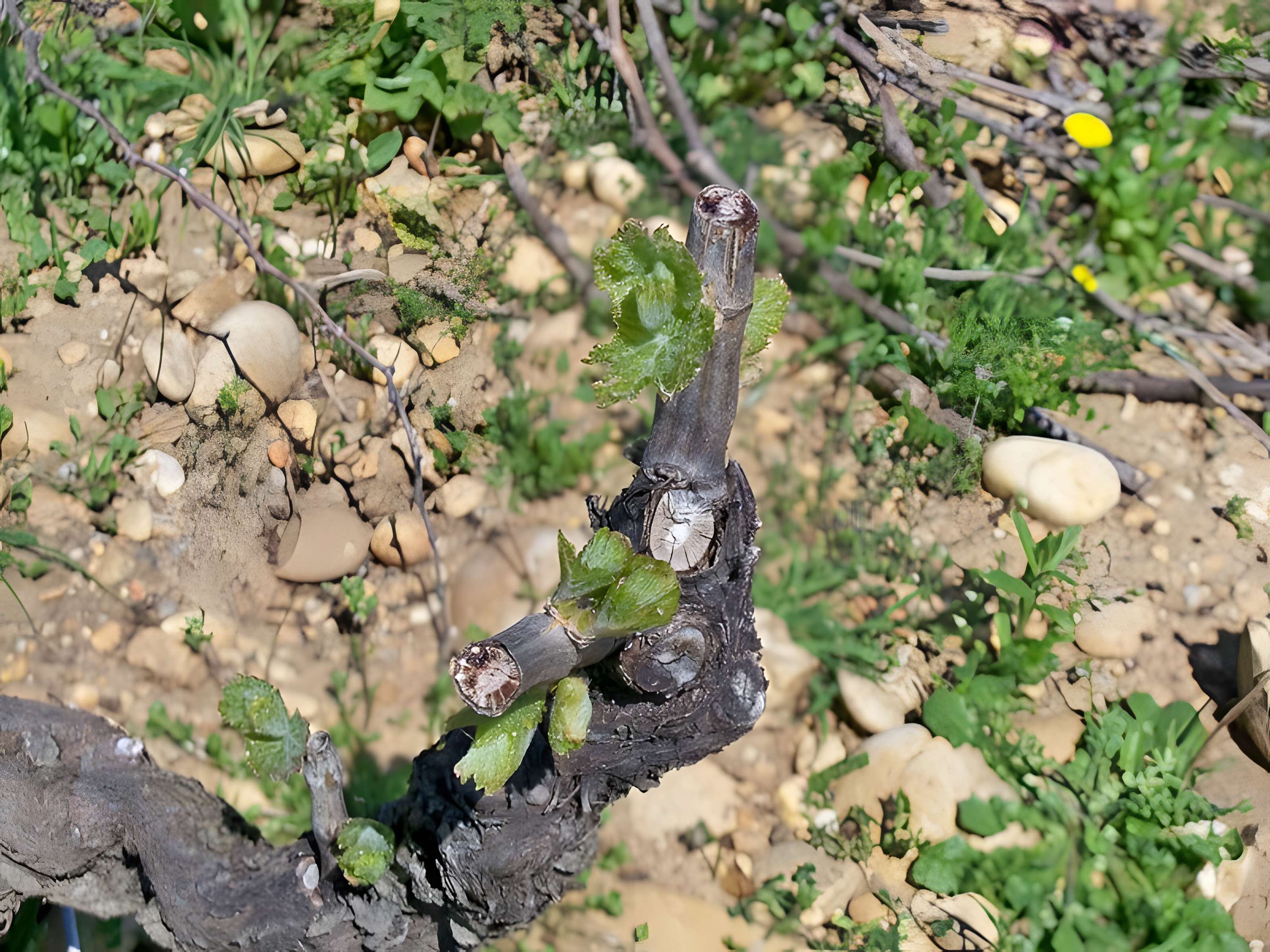 Château de Châteauneuf-du-Pape