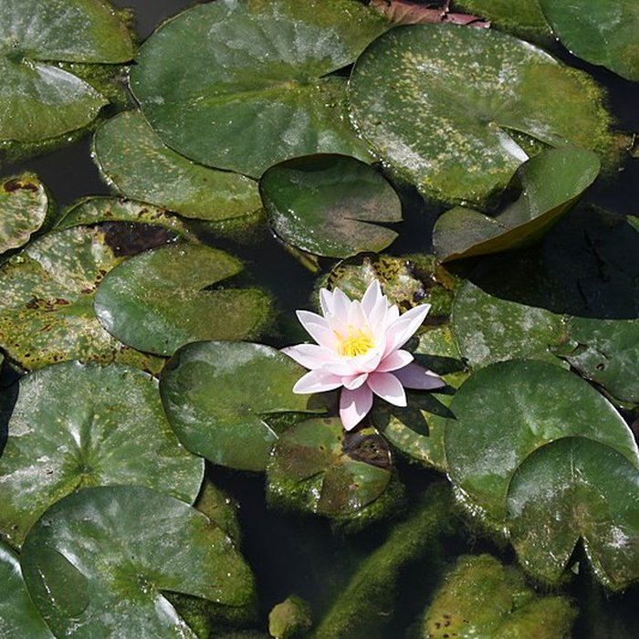 Photo de Ancien moulin de Villeneuve, maison de campagne dElsa Triolet et de Louis Aragon
