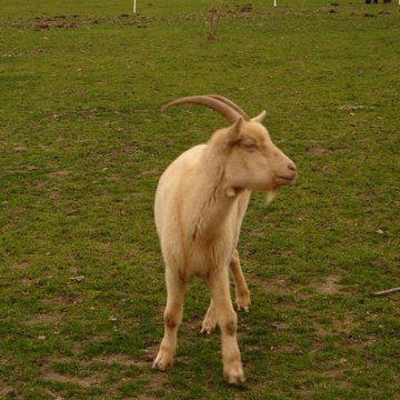 Château de Chenonceau