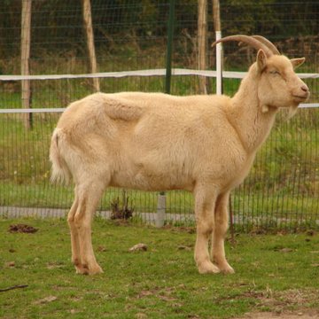 Château de Chenonceau