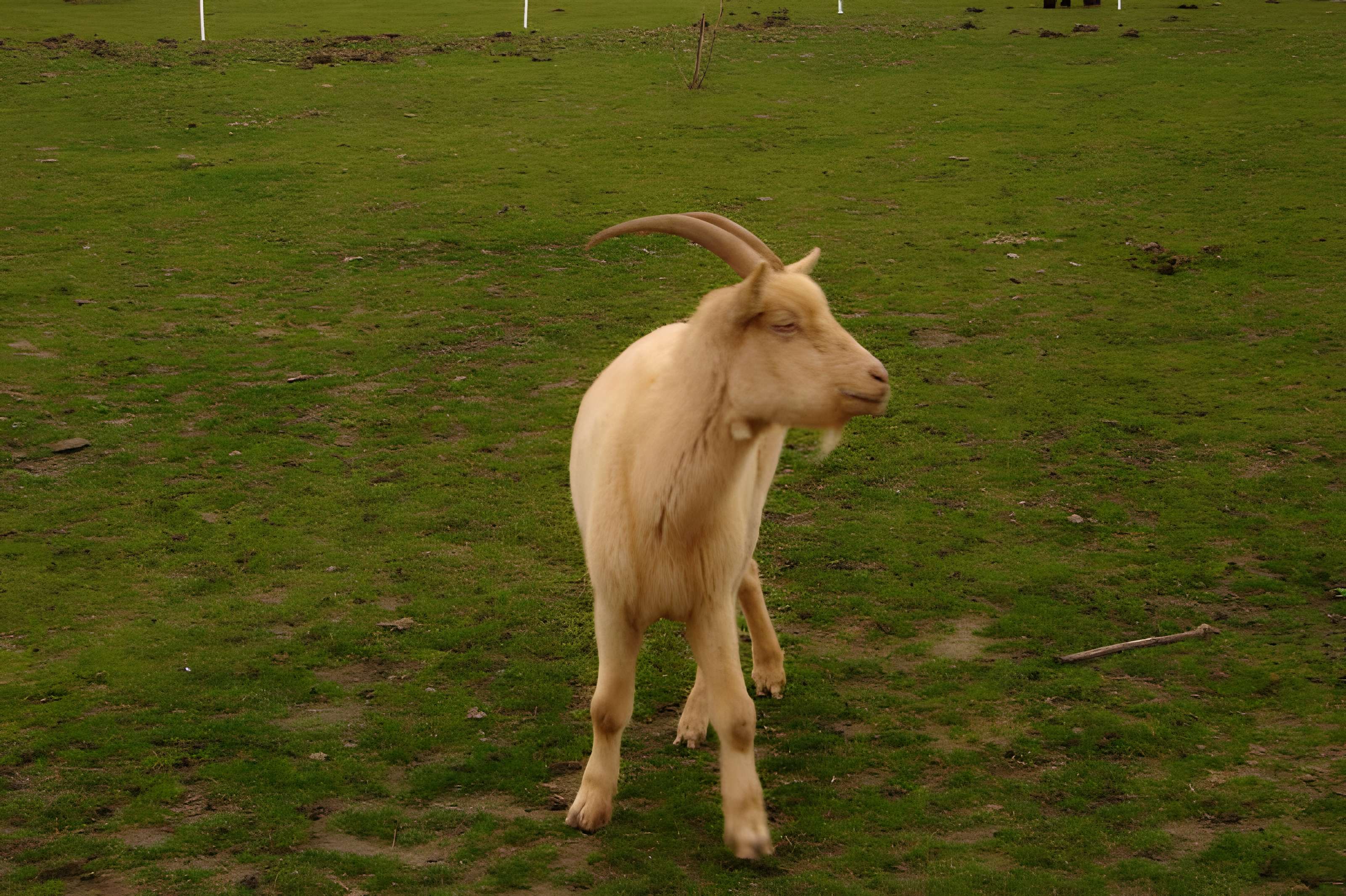 Château de Chenonceau