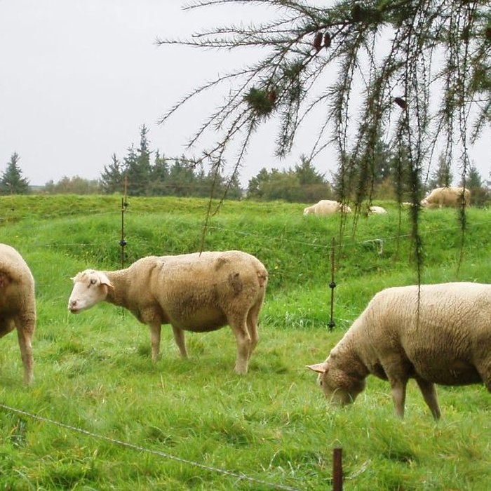 Photo de Mémorial terre-neuvien et parc commémoratif