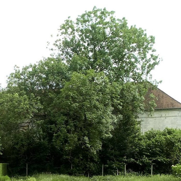 Photo de Ancienne maison abbatiale