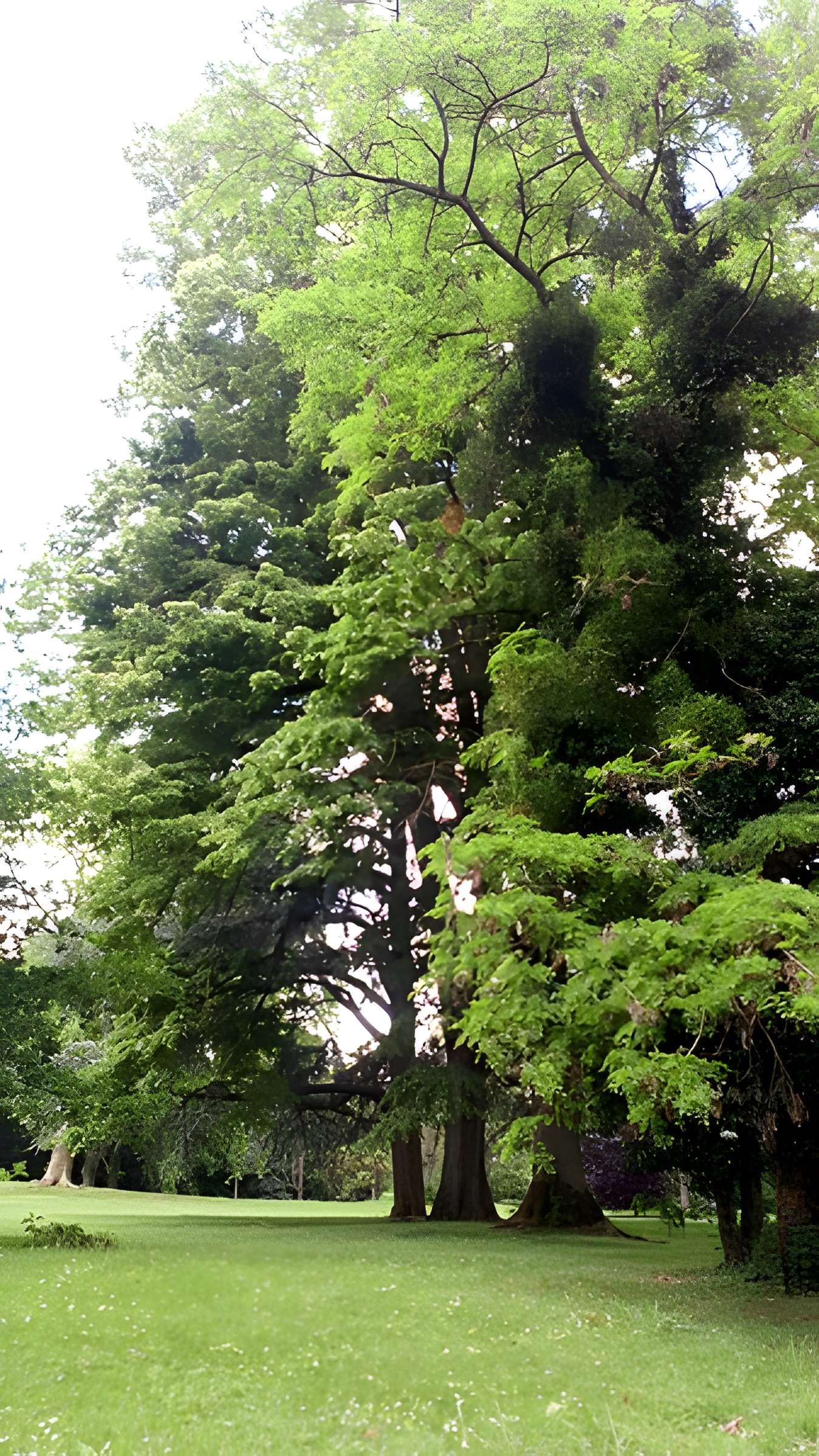 Sucrerie Saint-Louis