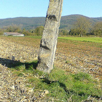 menhir de pierrefiche a simandre sur suran