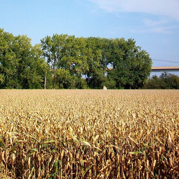Photo de Menhir dénommé Demoiselle de Rhuis