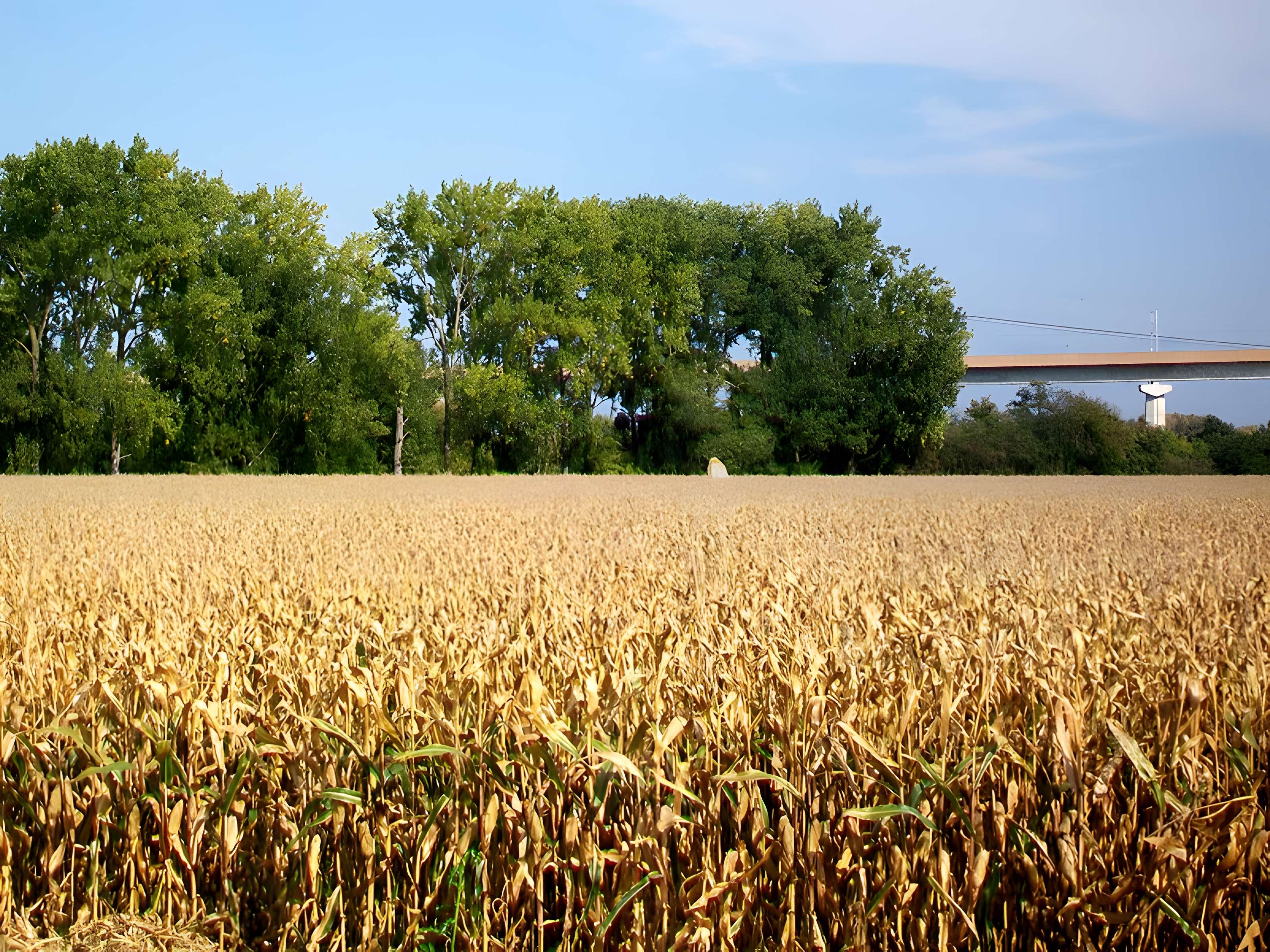 Menhir dénommé Demoiselle de Rhuis