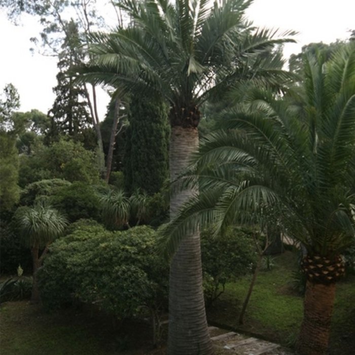 Photo de Propriété dite Le Plantier de Costebelle